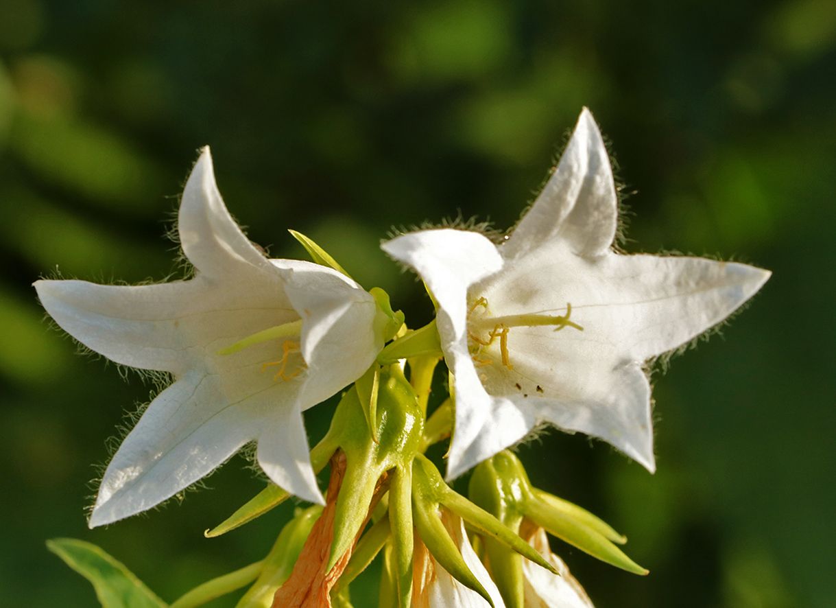 Граммофончики