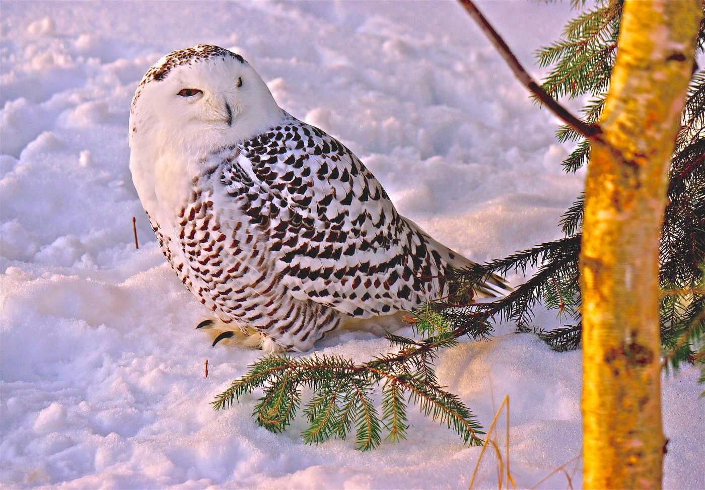 Мороз и солнце...