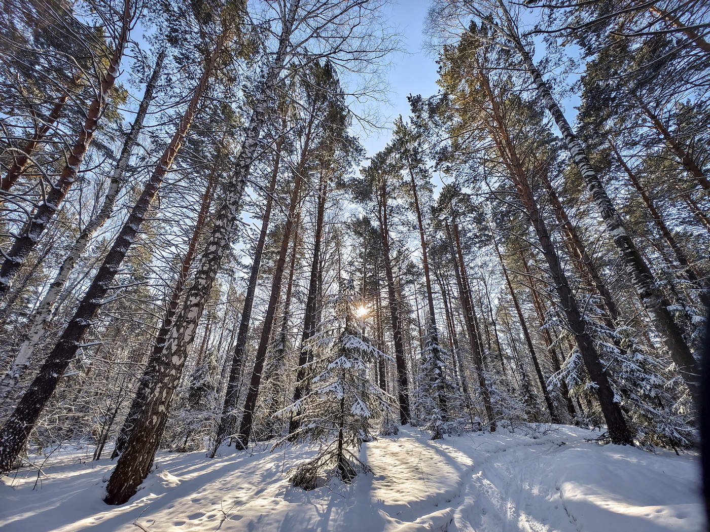 Солнечный лес