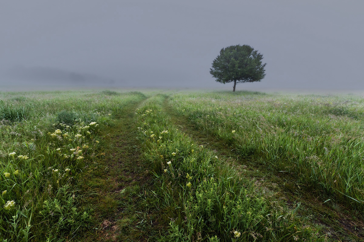 Туманный луг