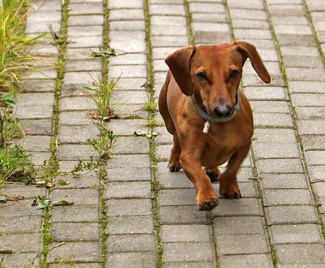 Как псы, торопимся по следу...