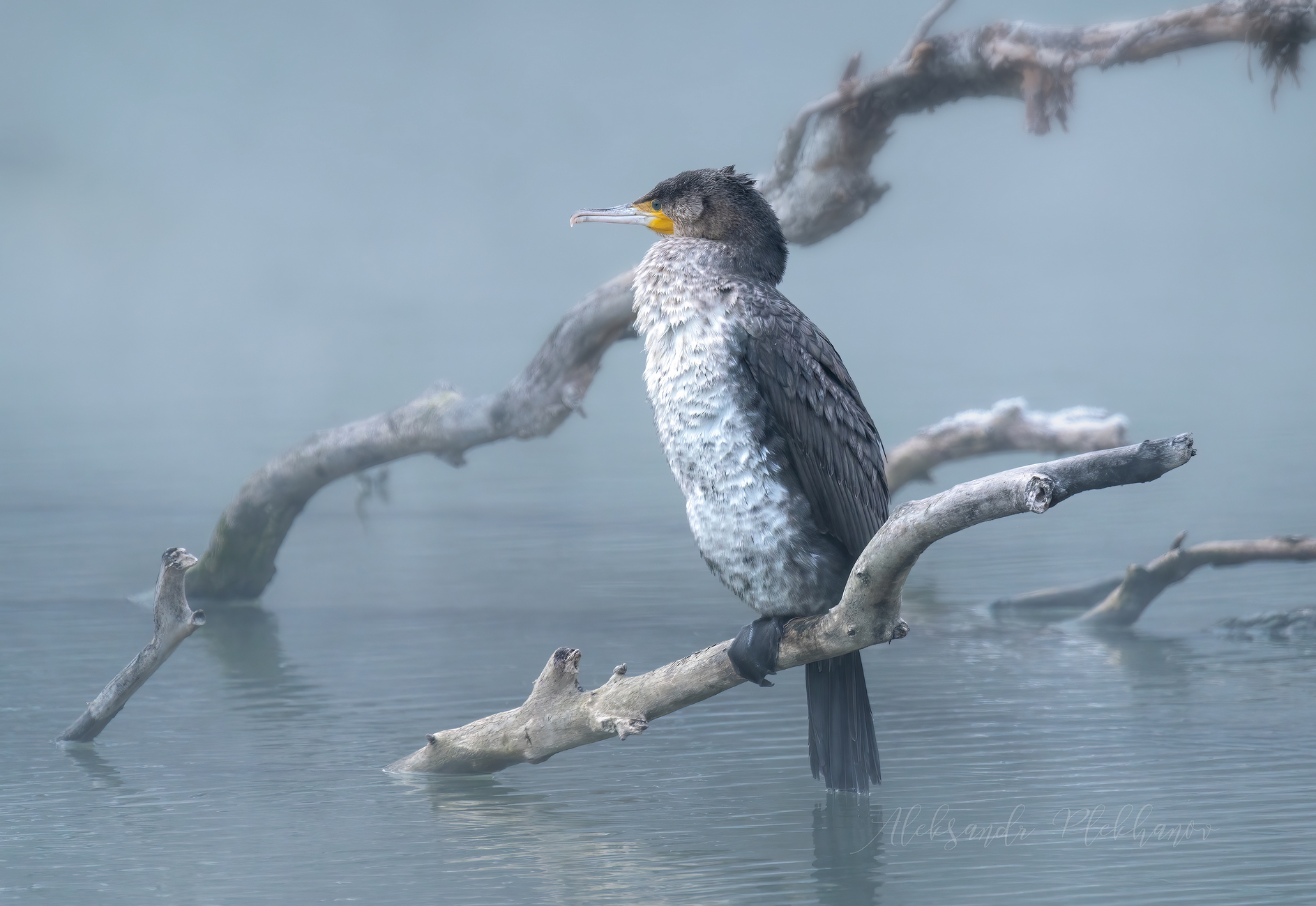 Туман на реке