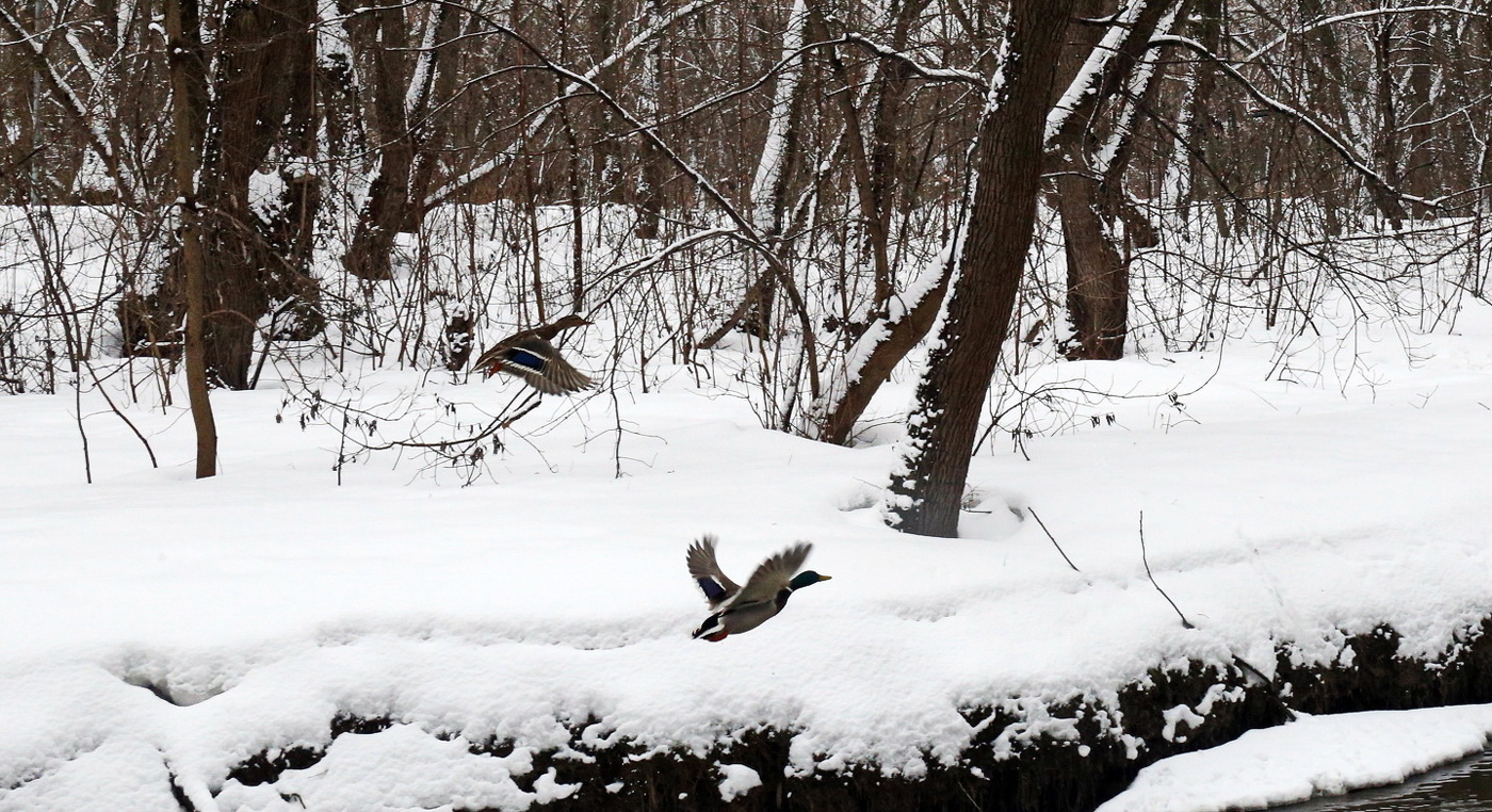 Наперегонки