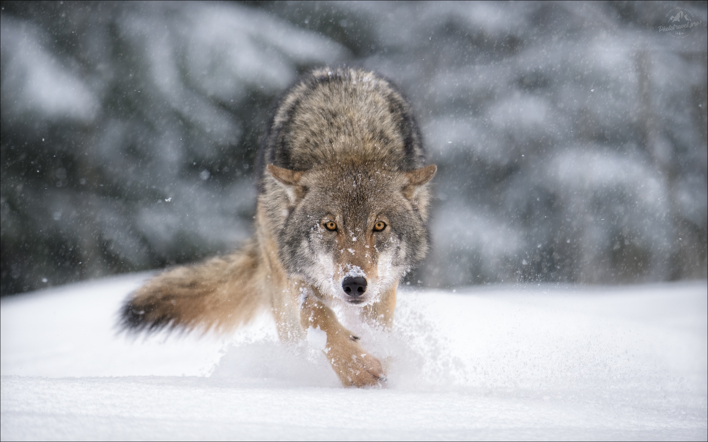 Я в поросятах знаю толк ..