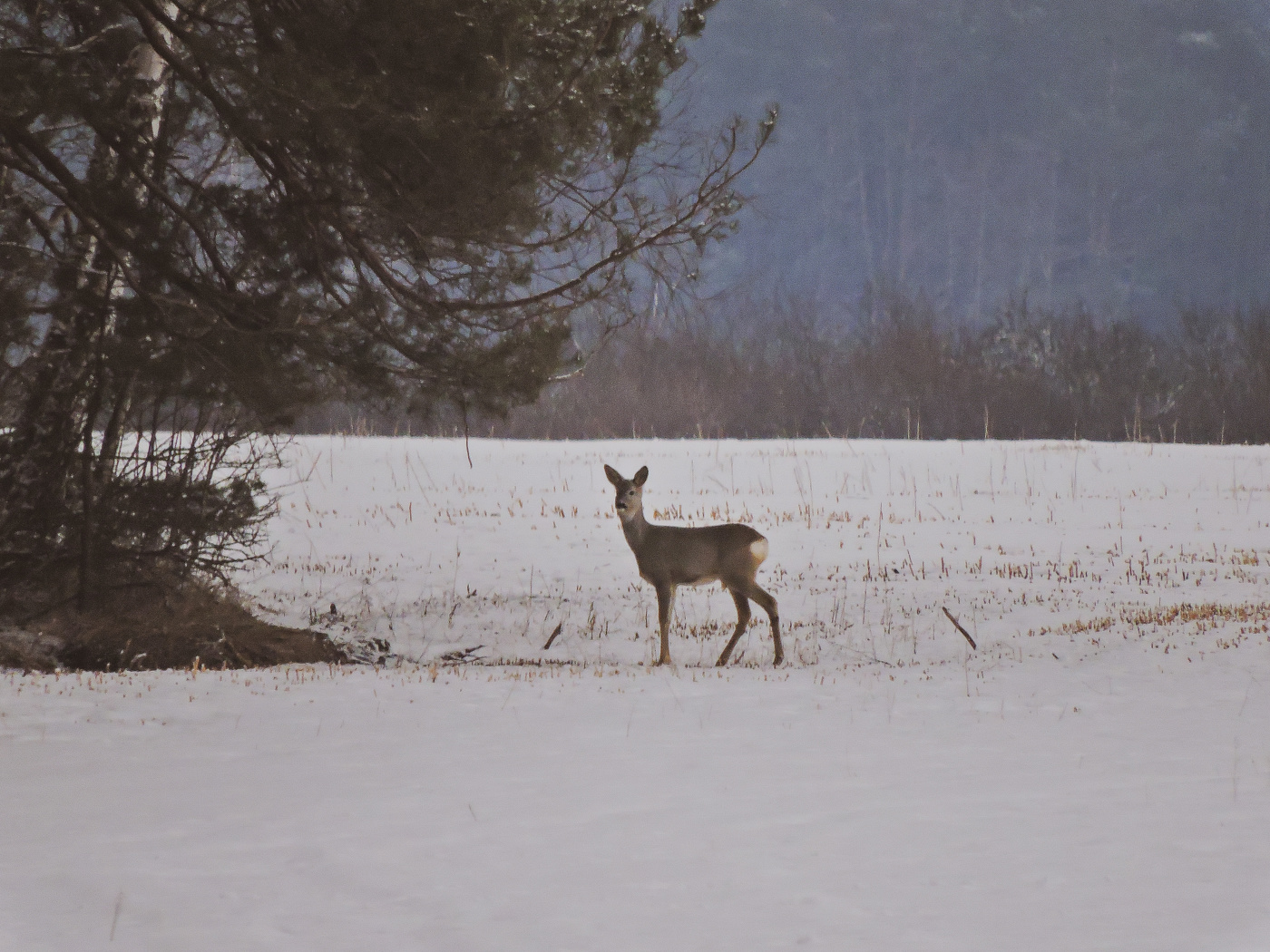 Тропа в лес