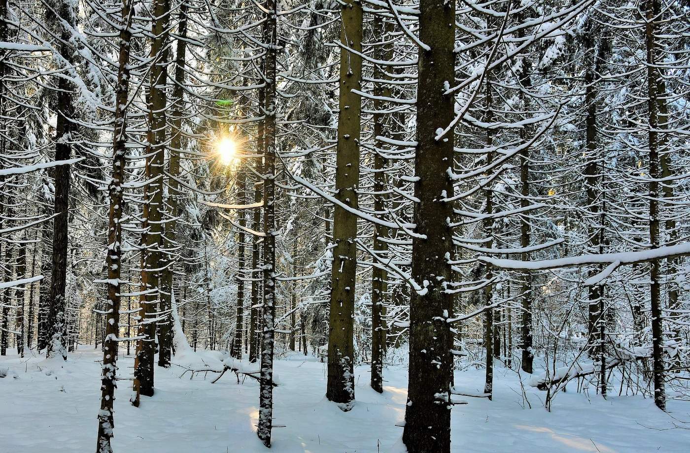 "Глянуло солнце в лесные трущобы ..."