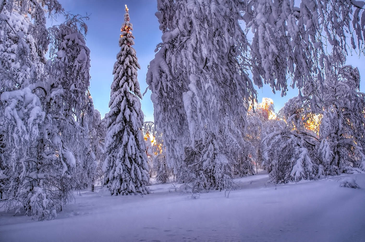 Лесная красавица