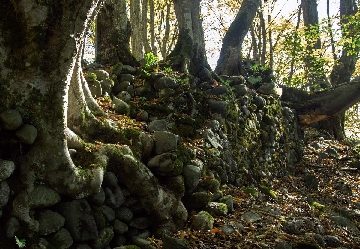 Сказки леса.