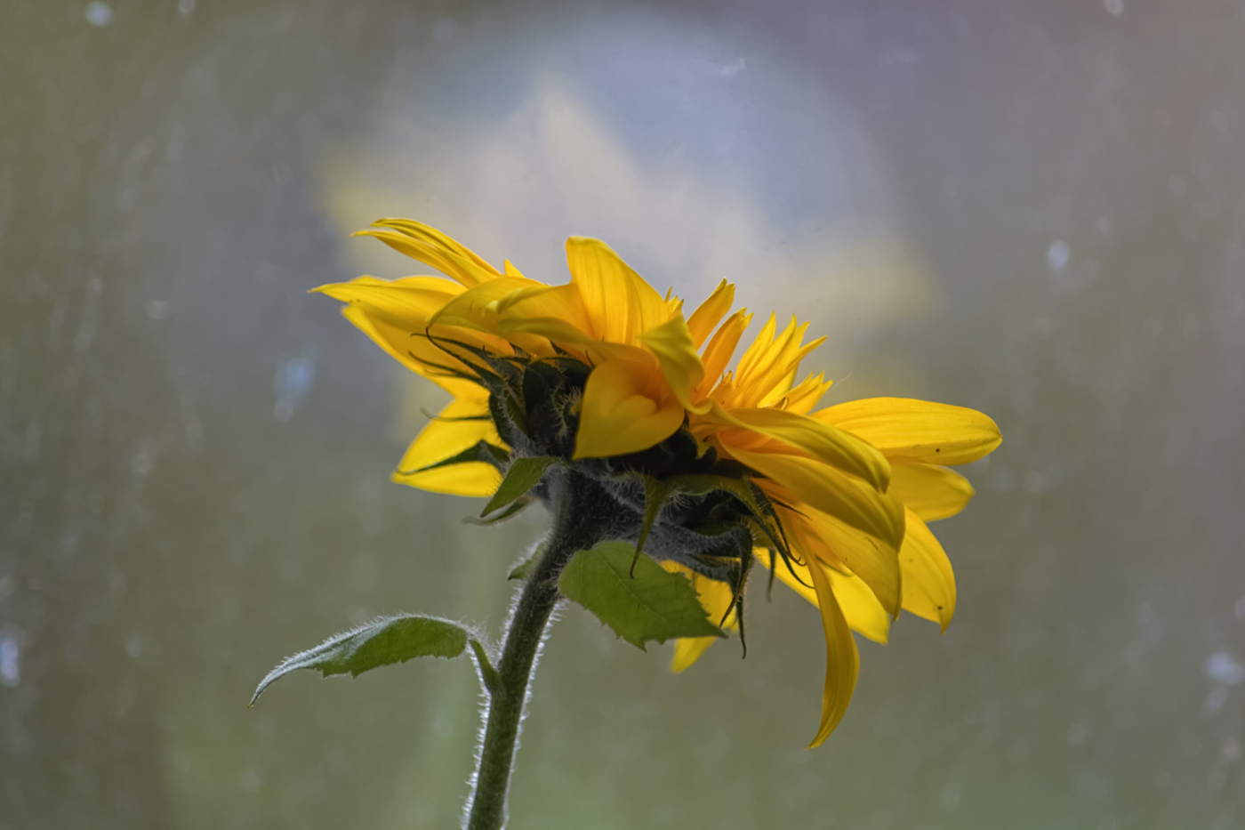 Про взгляд в осеннее окно...