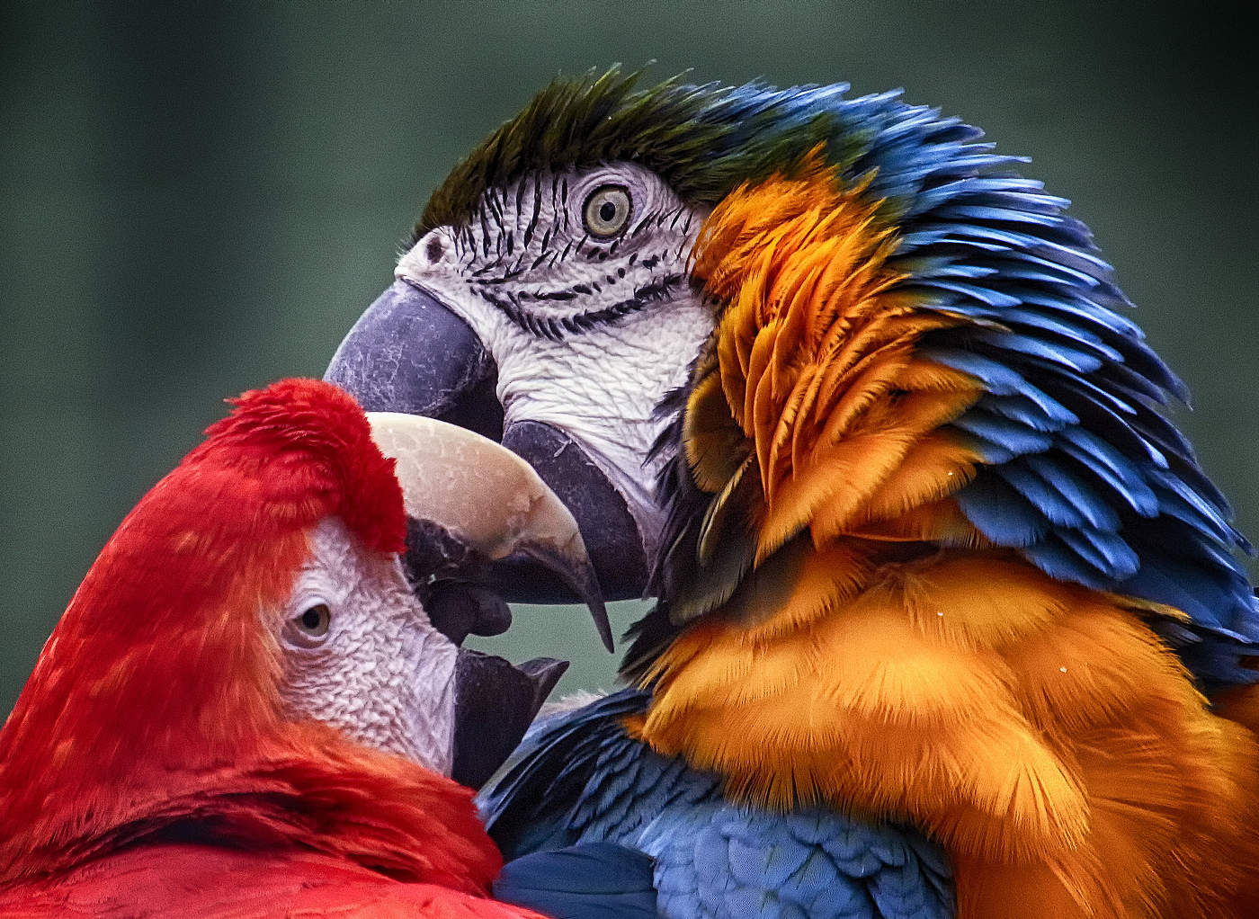 Попугаевы нежности