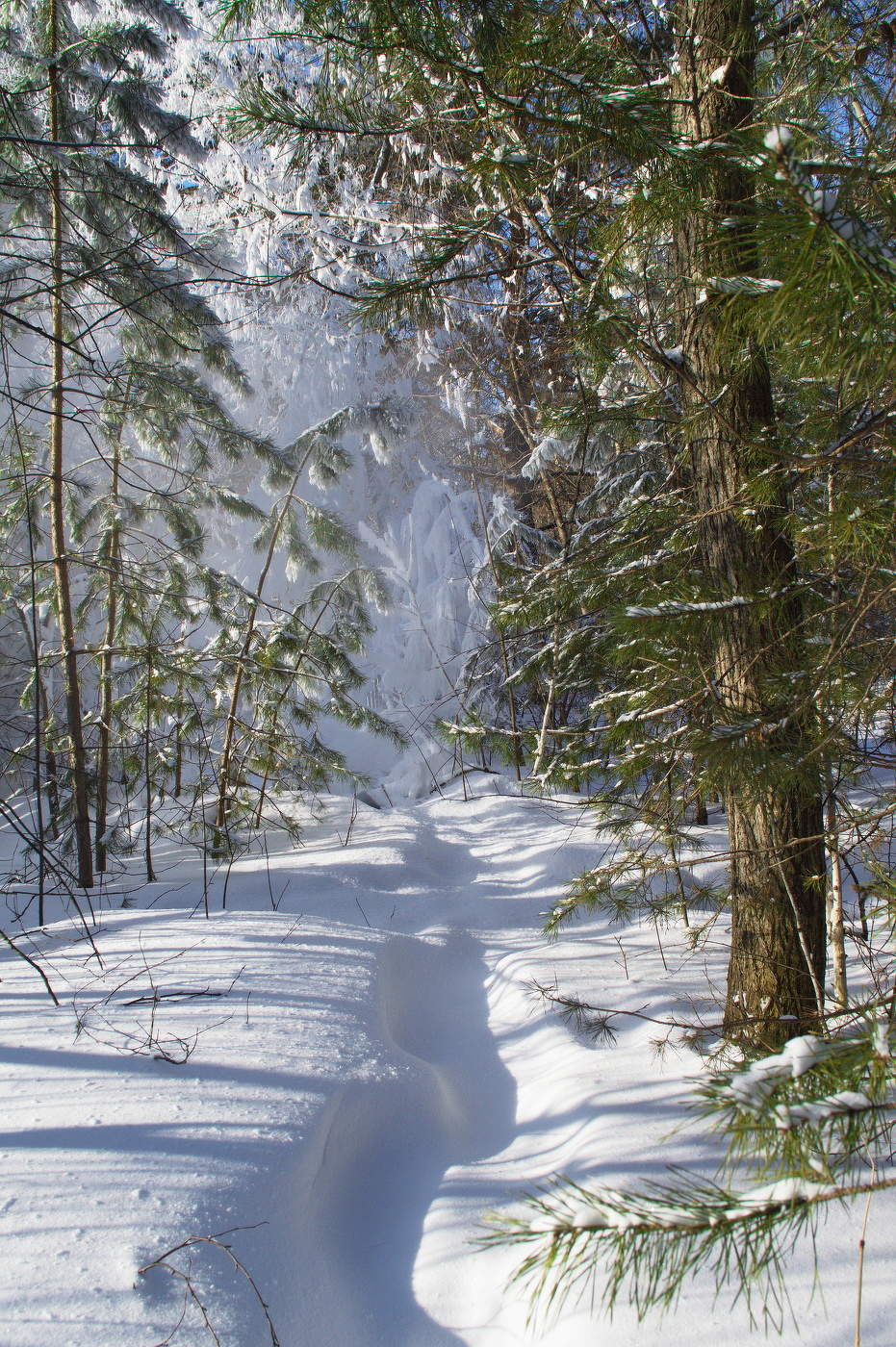 что там в лесу?