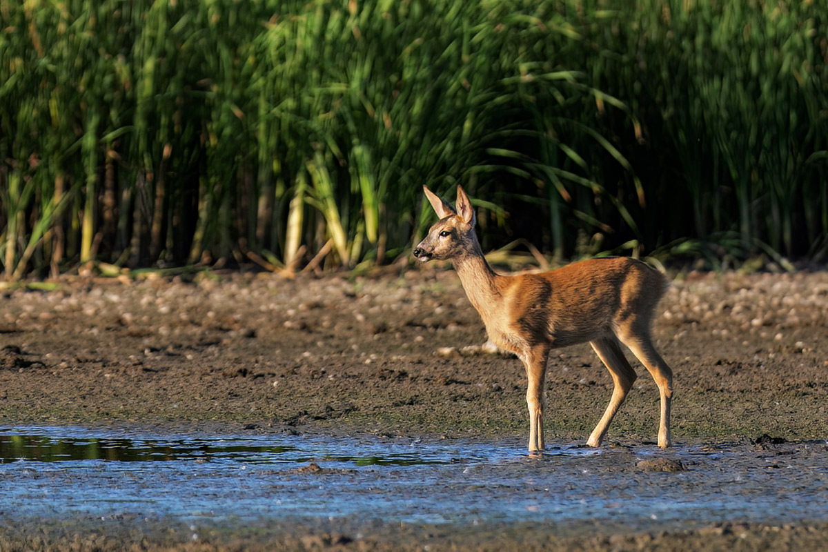 Последняя вода