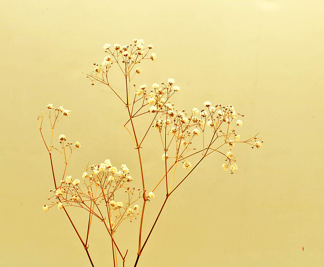 Тень слов трепещет робкой нежностью в душе...