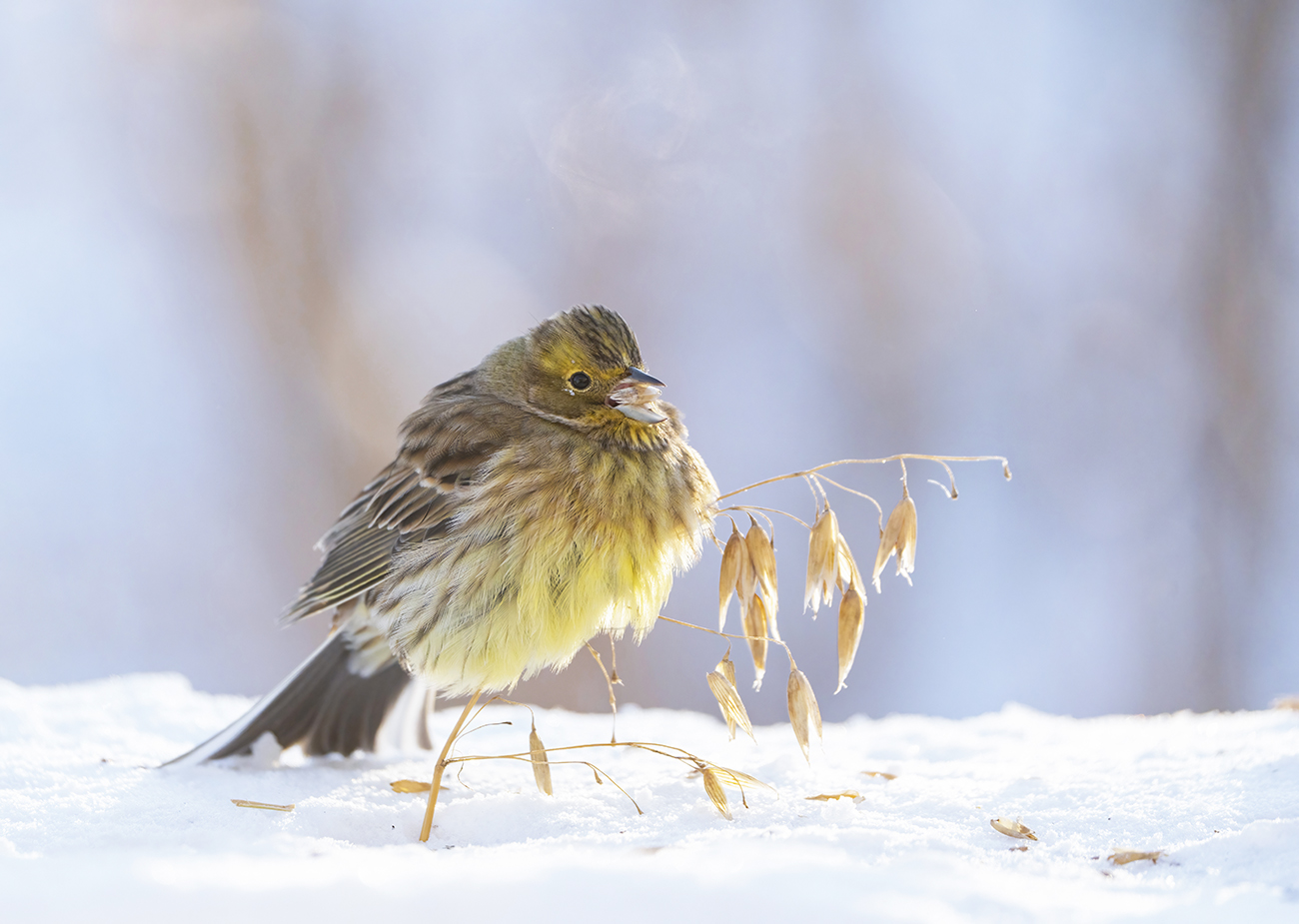 Овсянка на овсе