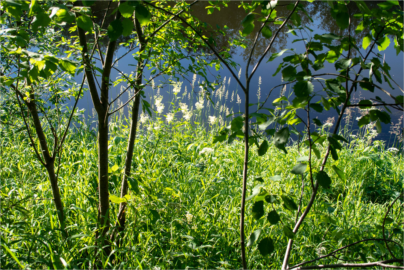 пестренький