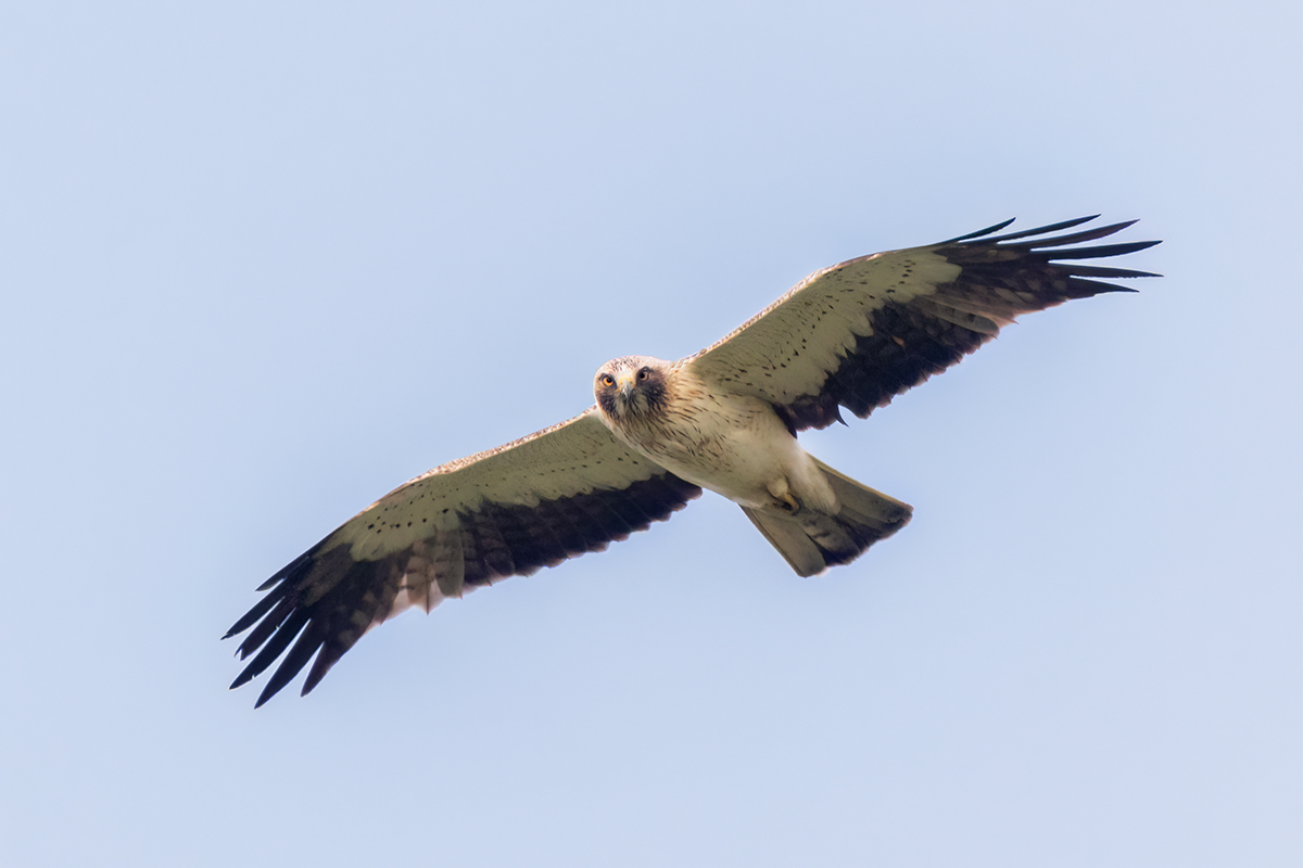 Орел-карлик светлой морфы