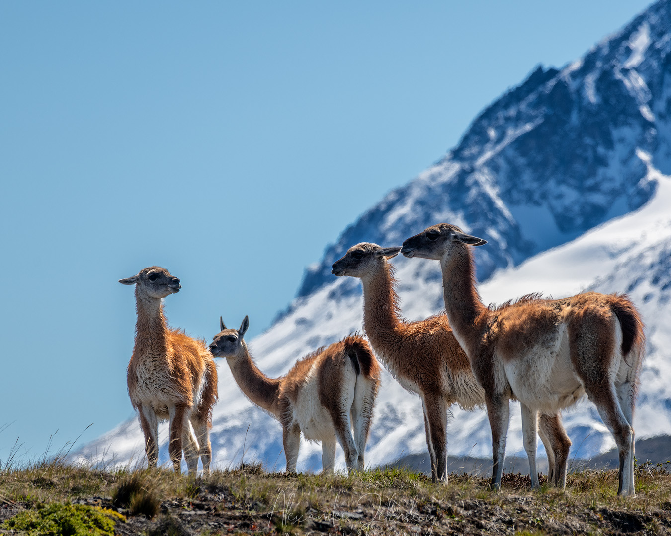 В предгорьях Анд