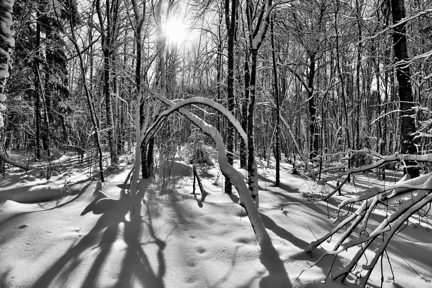 "Гуляло солнышко по лесу, снег и мороз ему к лицу ..."