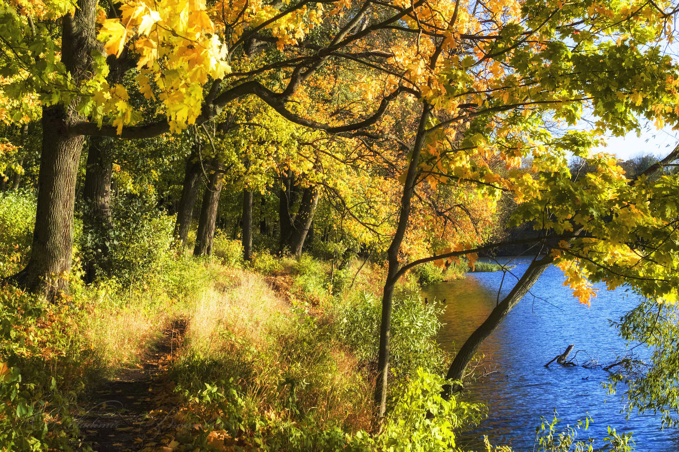 Золотая осень