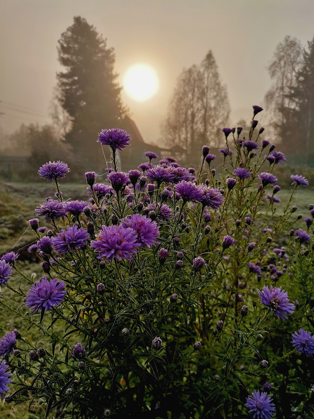 Туманный восход