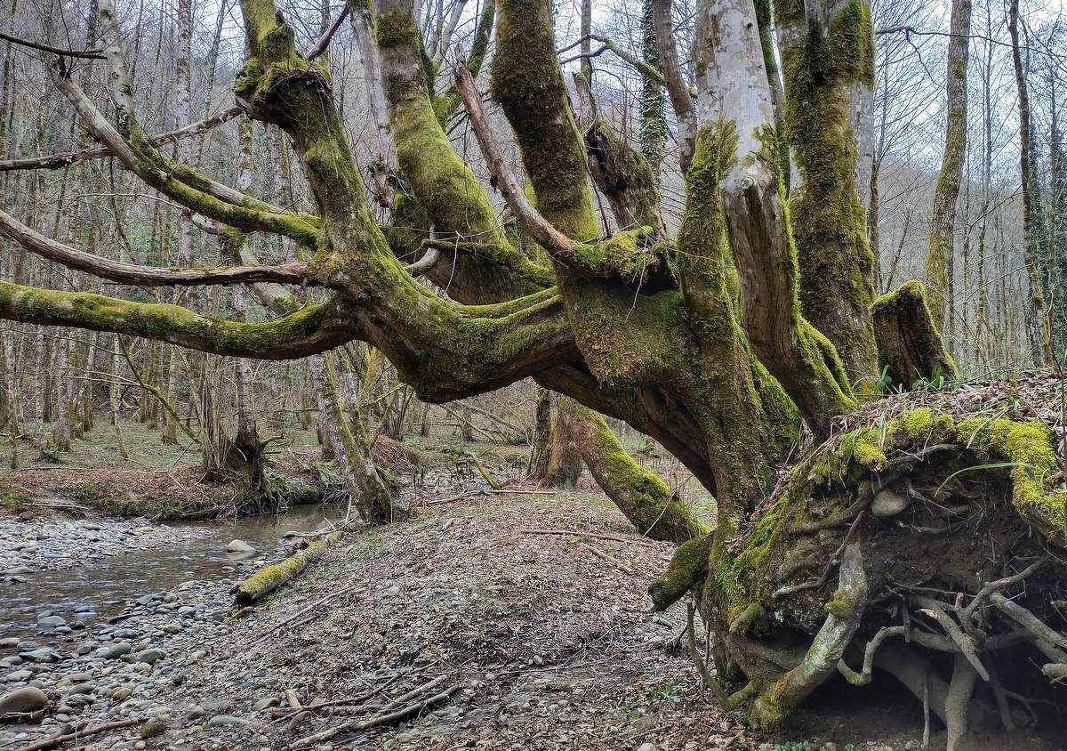 Сказки леса.