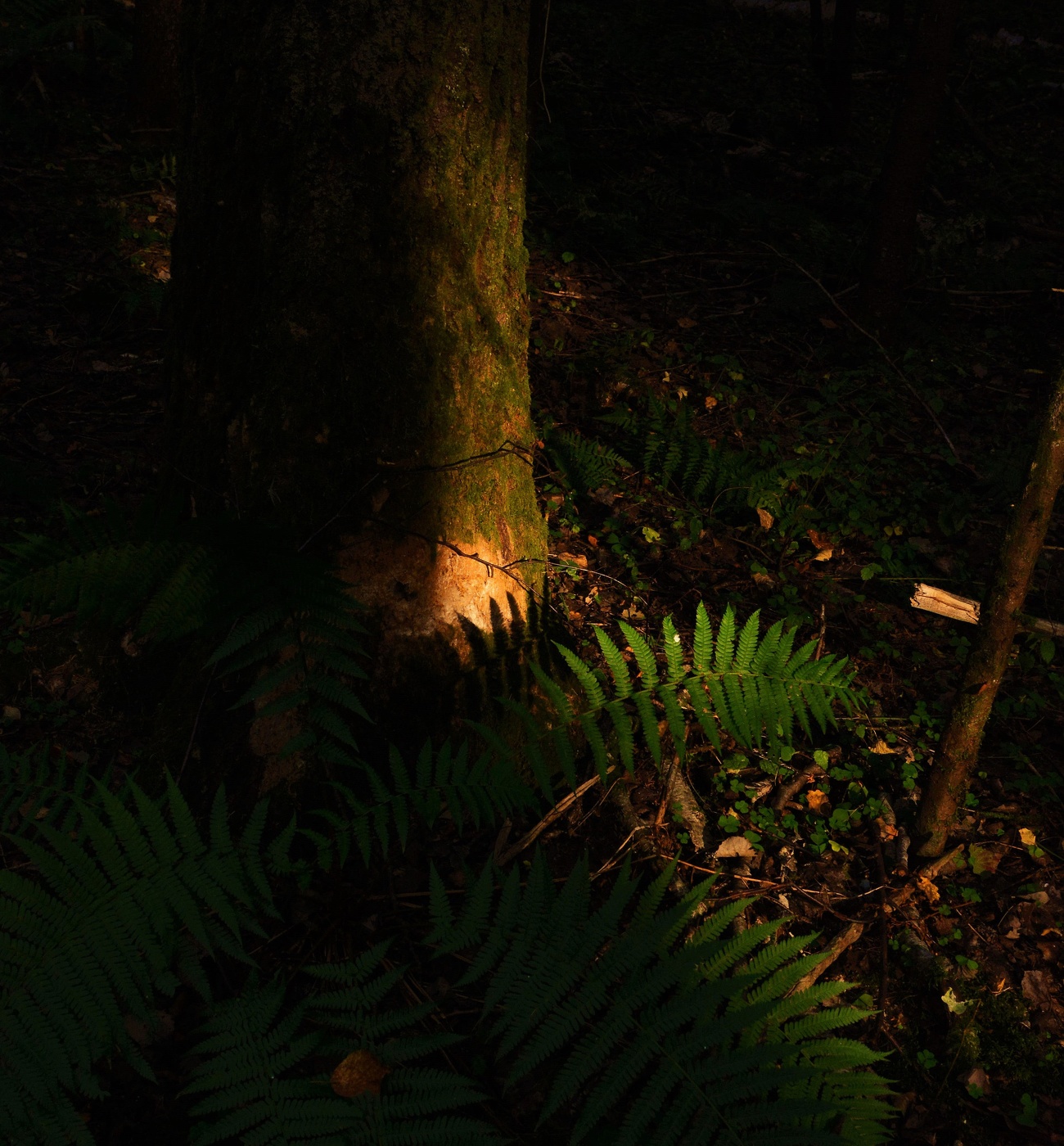 Вечерний солнца луч ...