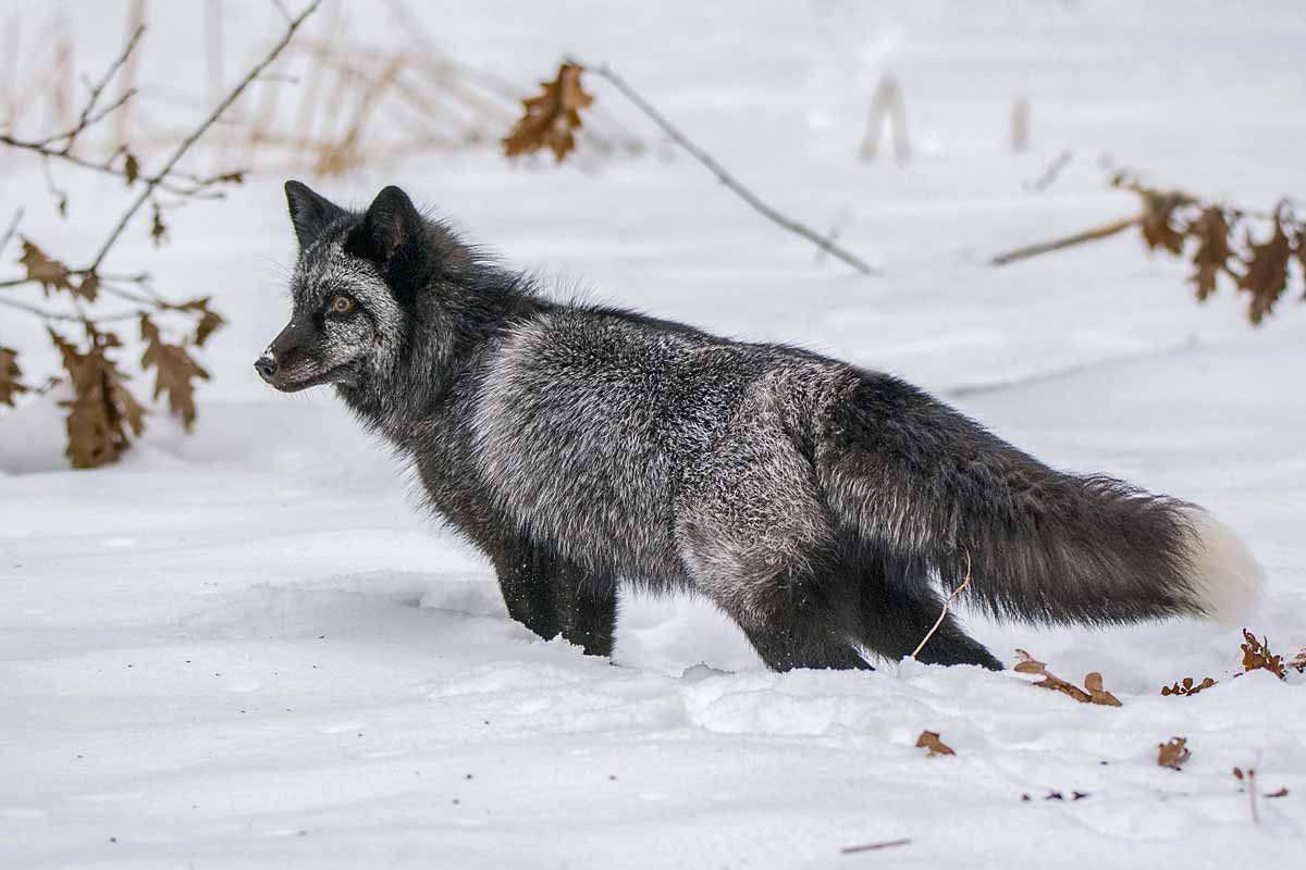 Чернобурая лисица.