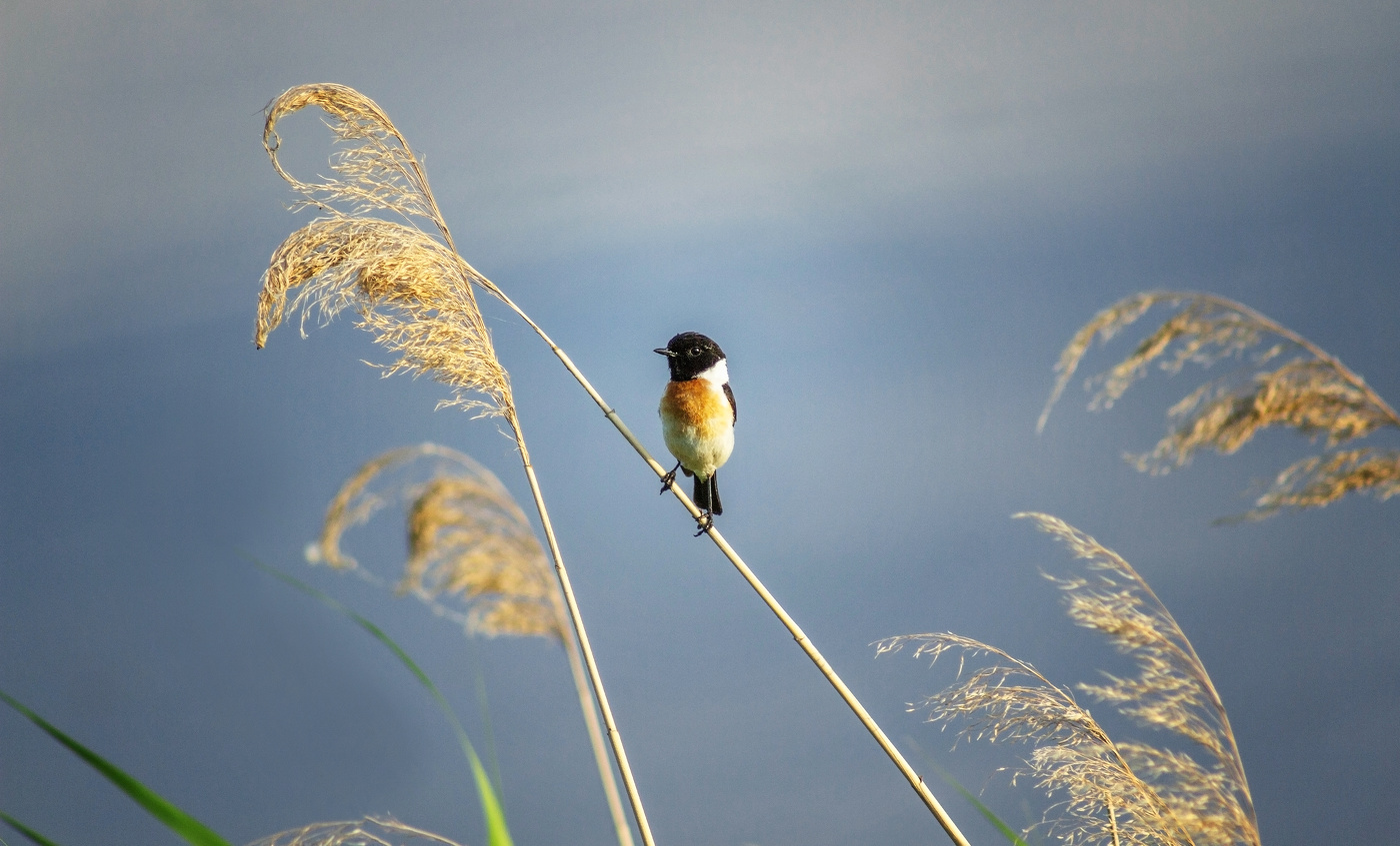 "Малыш и камыш"