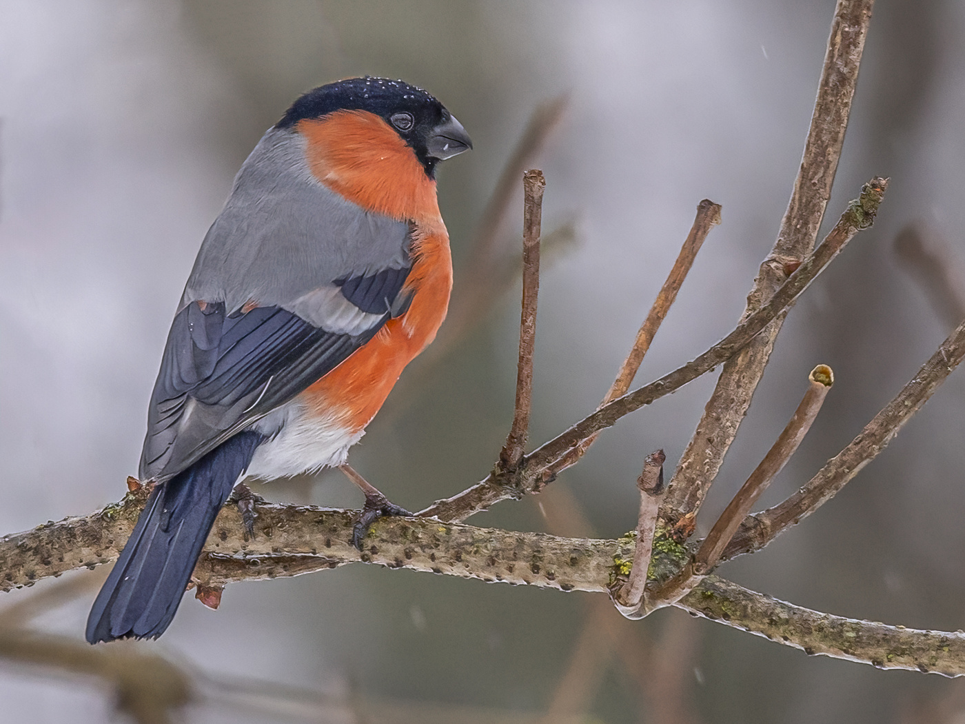 ПРОКУРАТОР СНЕГИРИИ