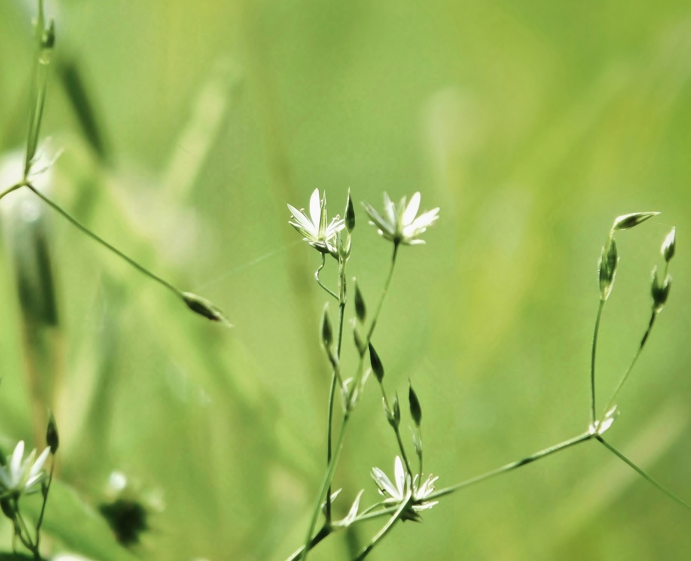 Полевые цветы