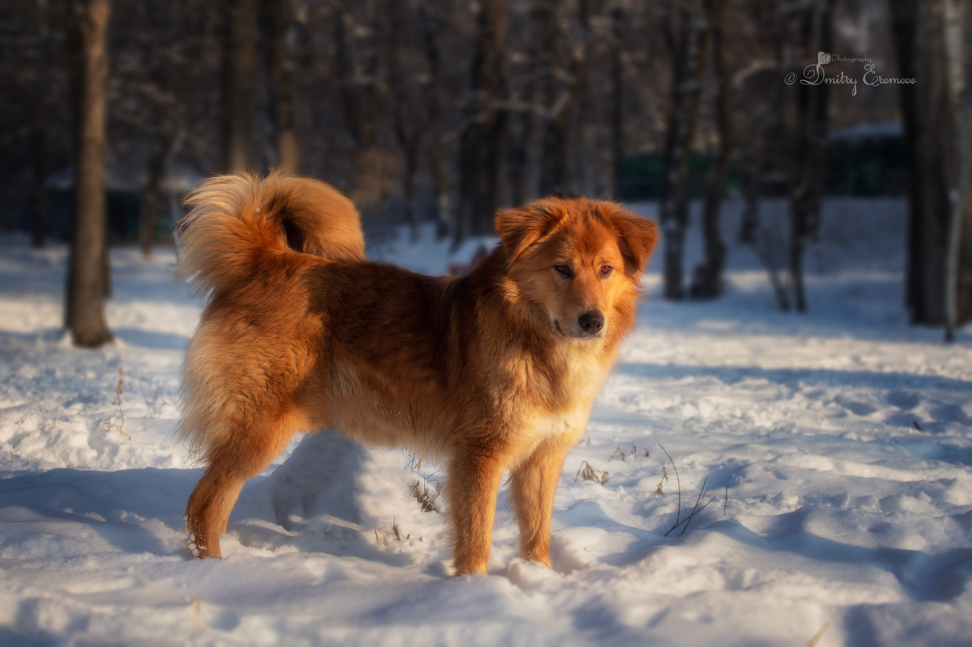 Хороший рыжий, хороший...