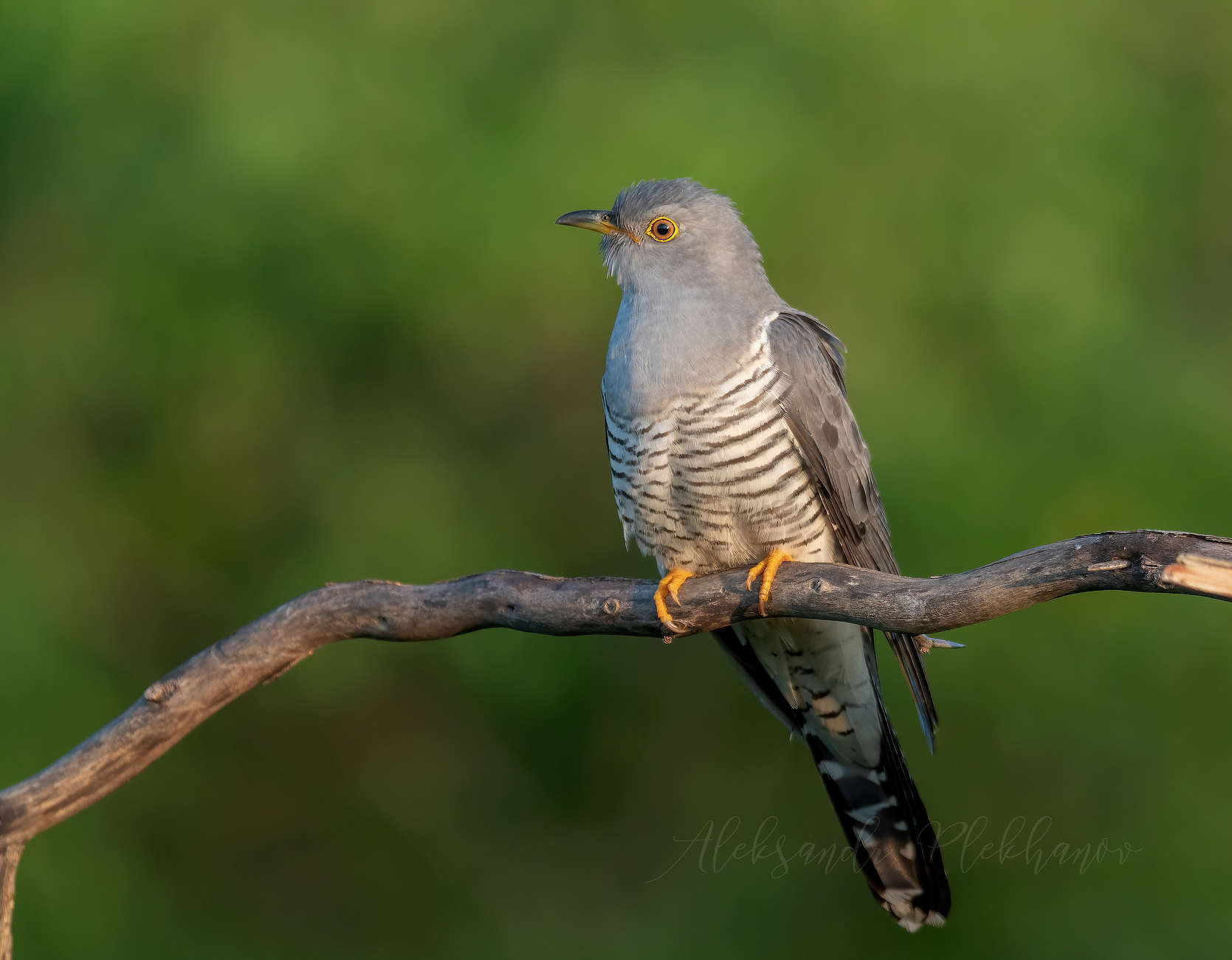 Осторожная кукушка