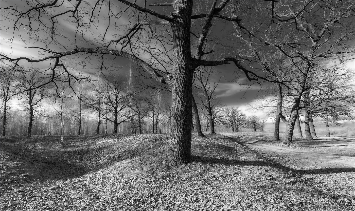 ПОДПИРАЯ ВЕСЕННЕЕ НЕБО