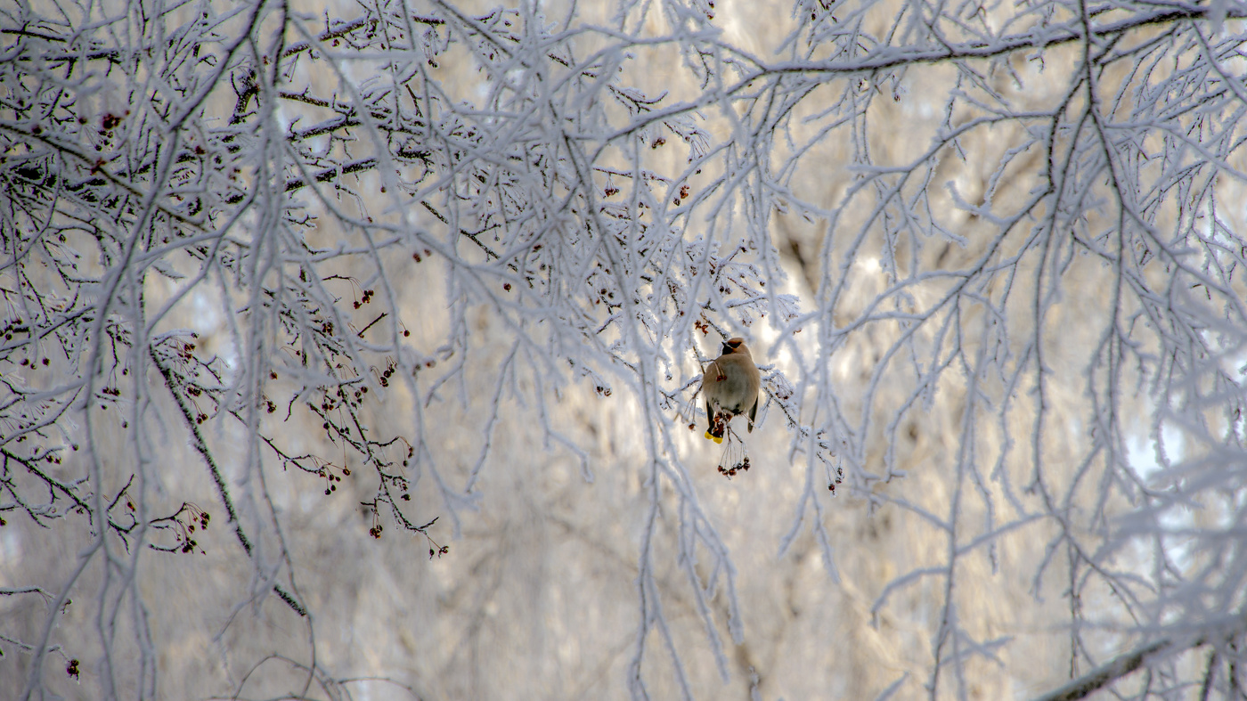 Свиристель