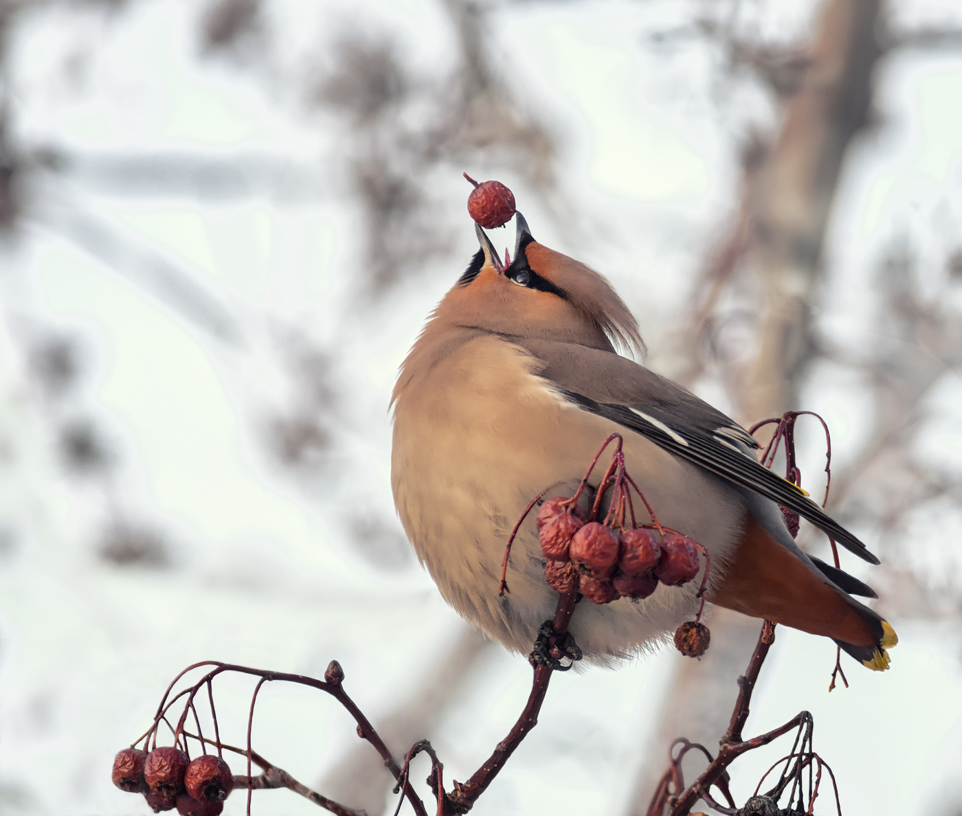 Свиристель.