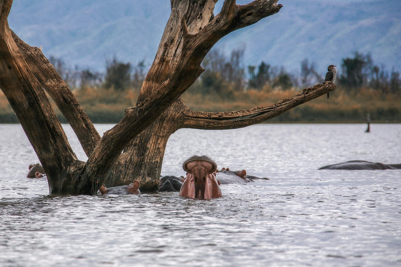 С риском вывихнуть челюсть
