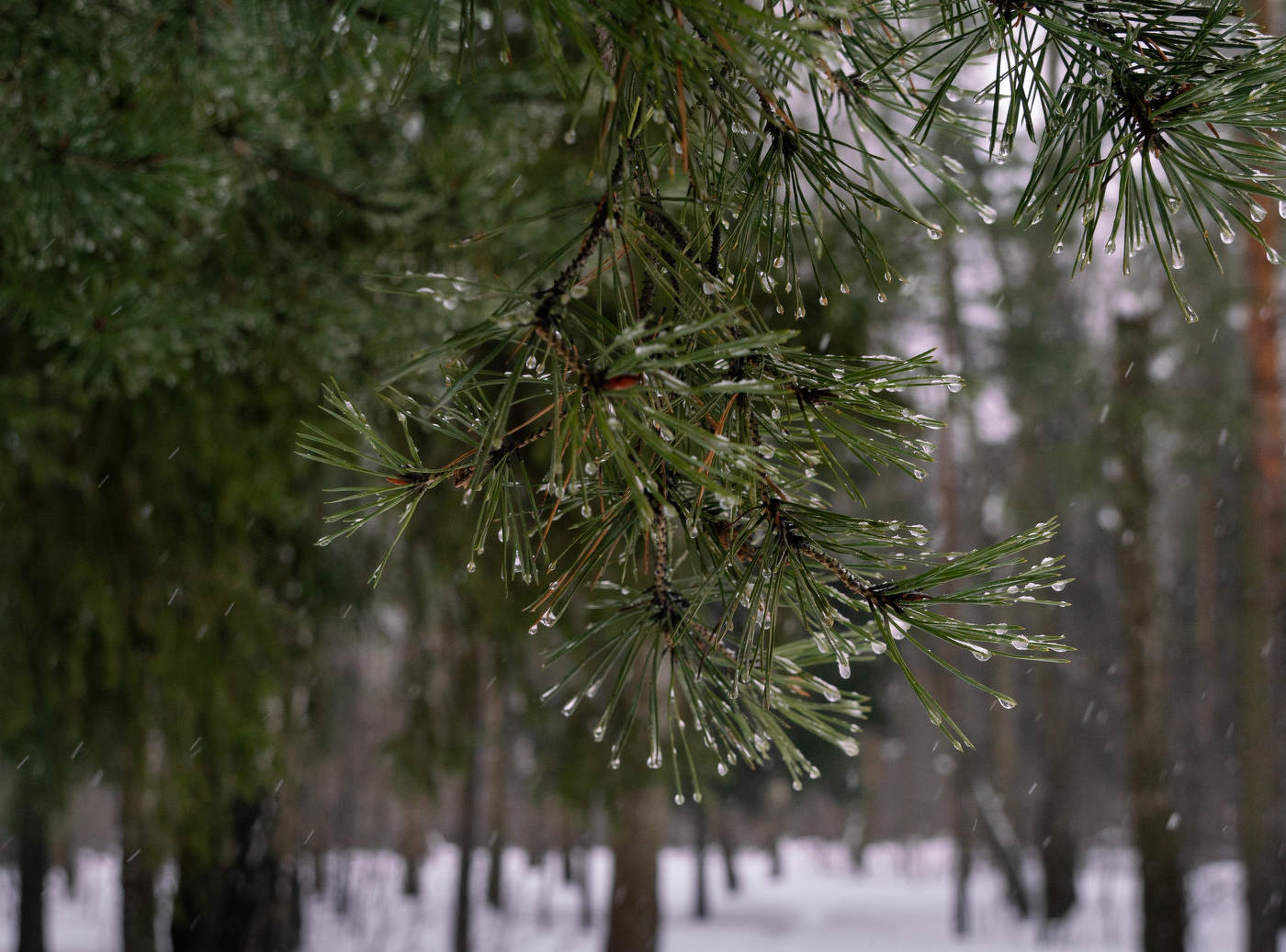 Зимний дождь