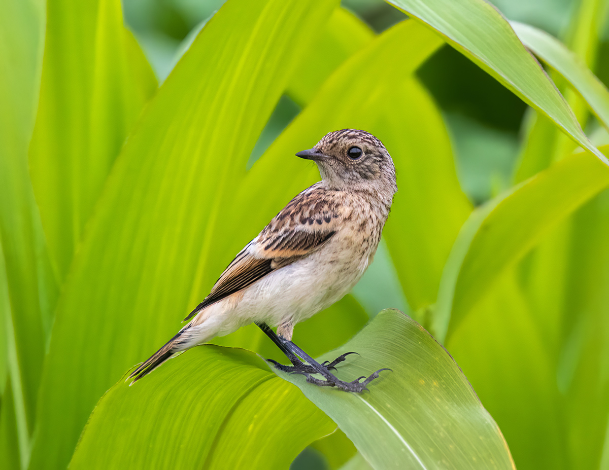 На кукурузном листе