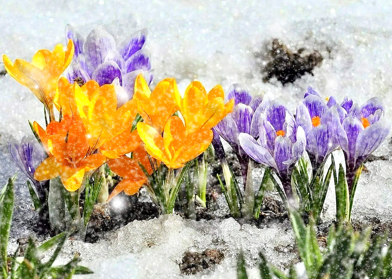 Весна пришла с цветами и снегом
