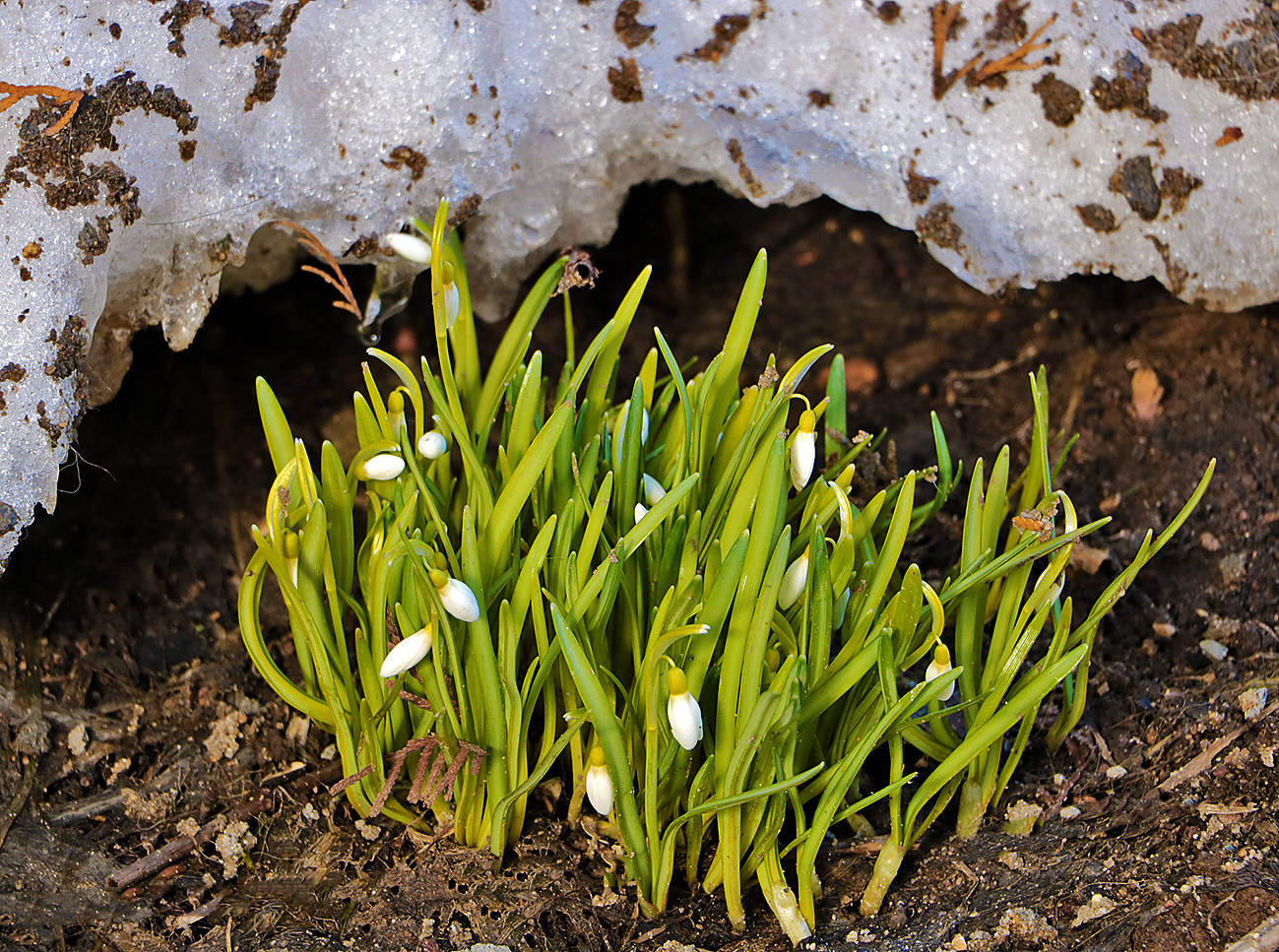 С первым днём весны!