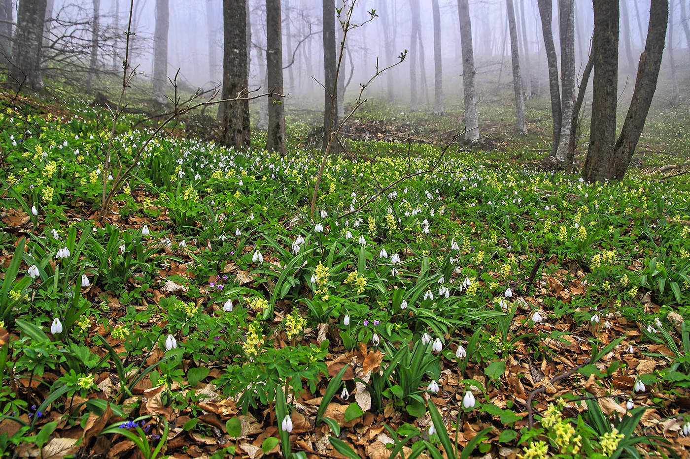 Весна пришла