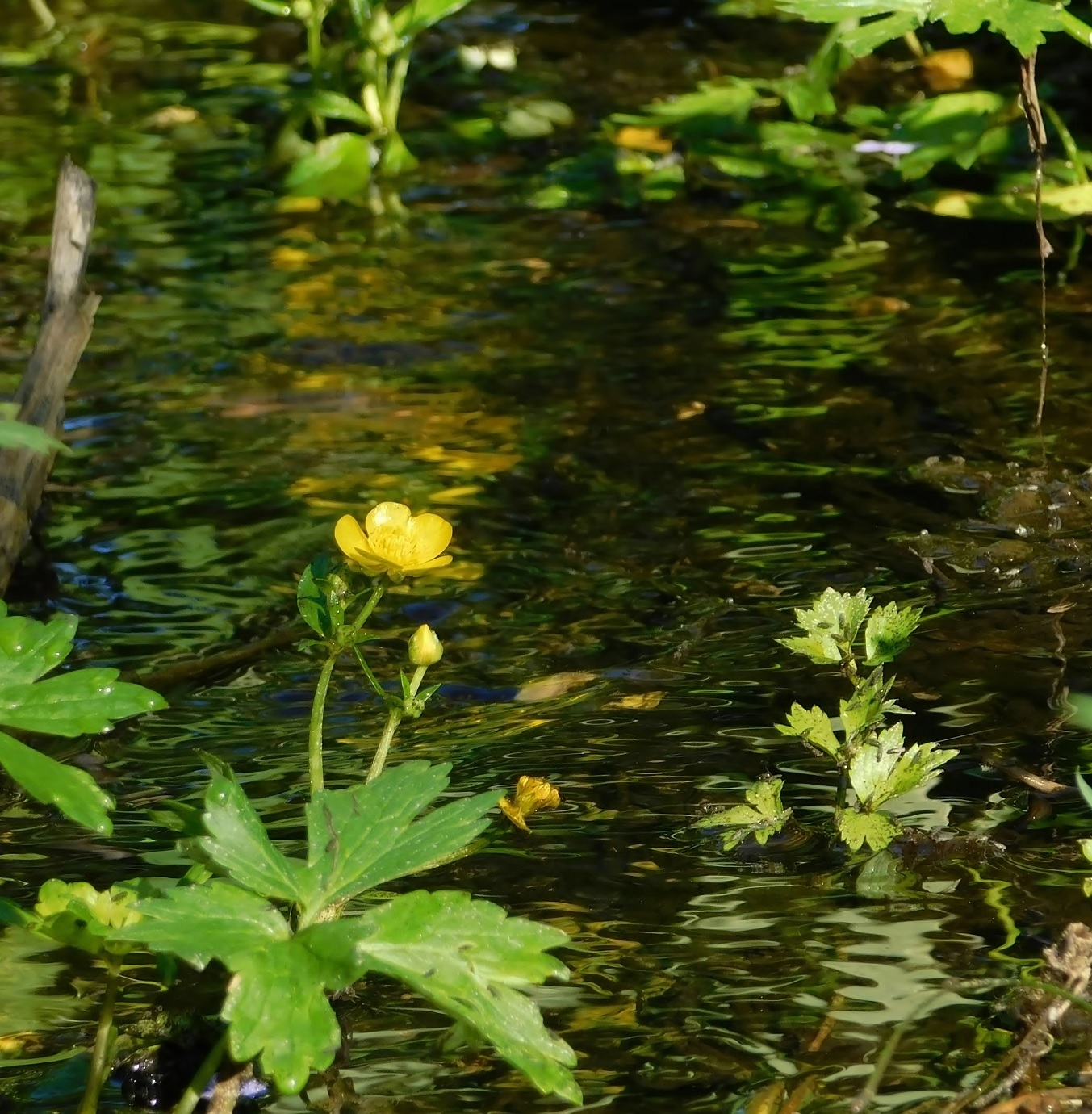 Цветок у ручья