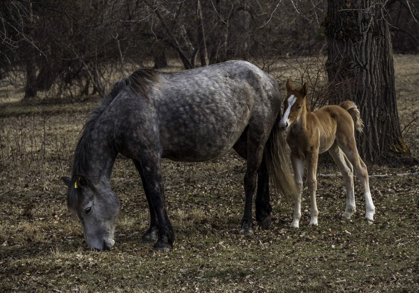 Не отходя от мамы