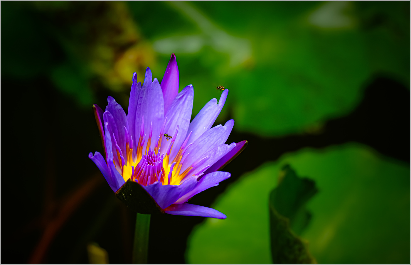 И вьются над ним мошки ...