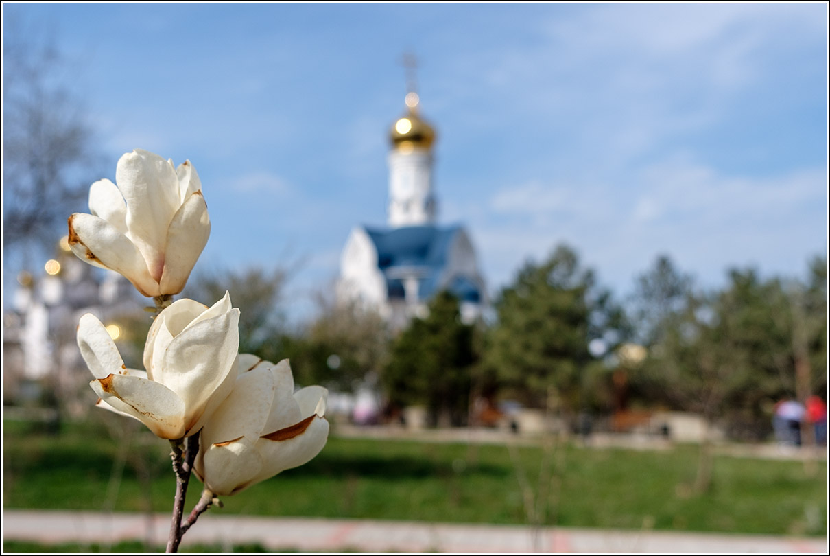Цветут магнолии в Анапе.