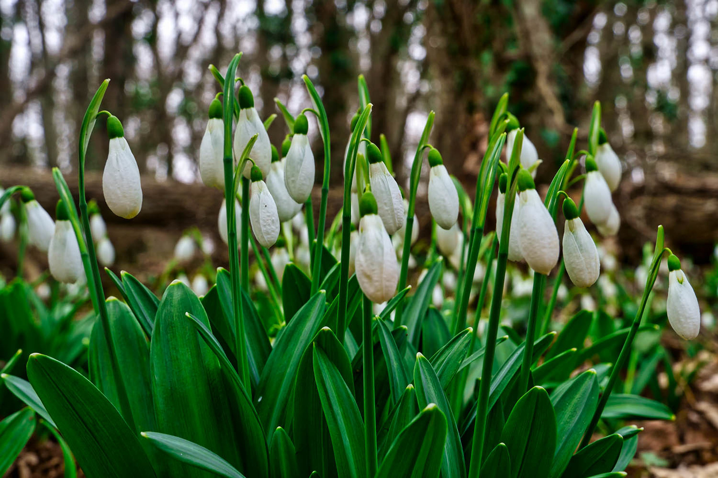 Боевой отряд весны