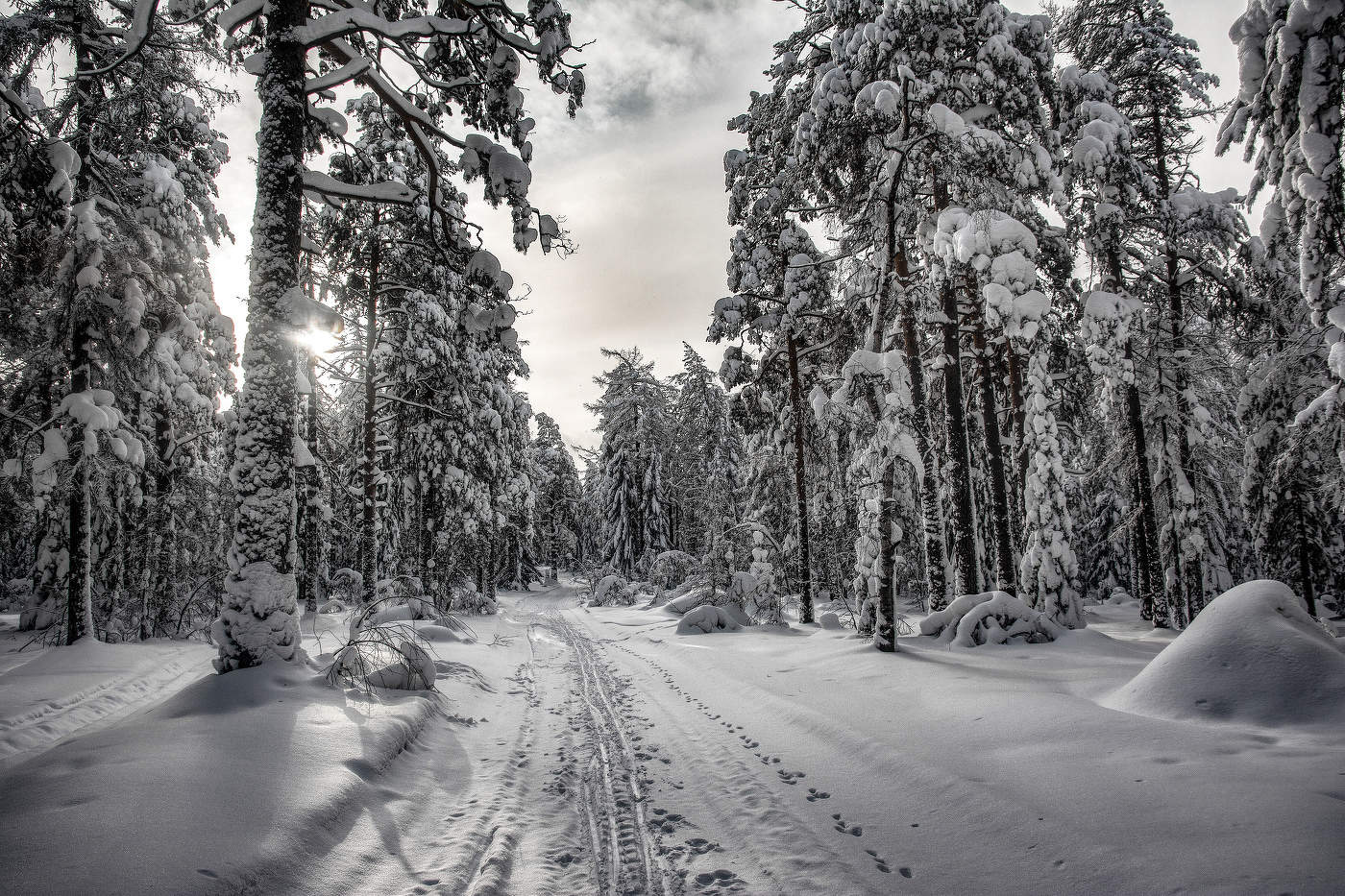 Замороженный лес