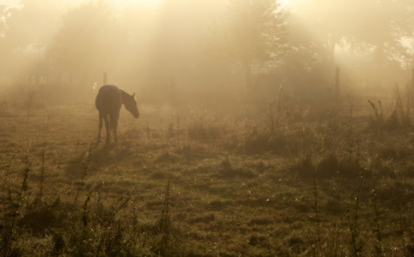 Затерялась в тумане