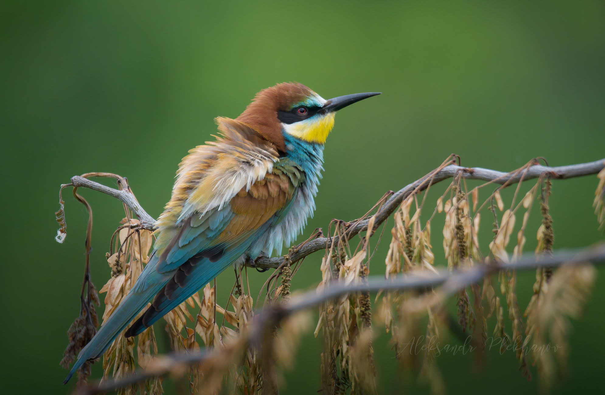 На сухой ветке