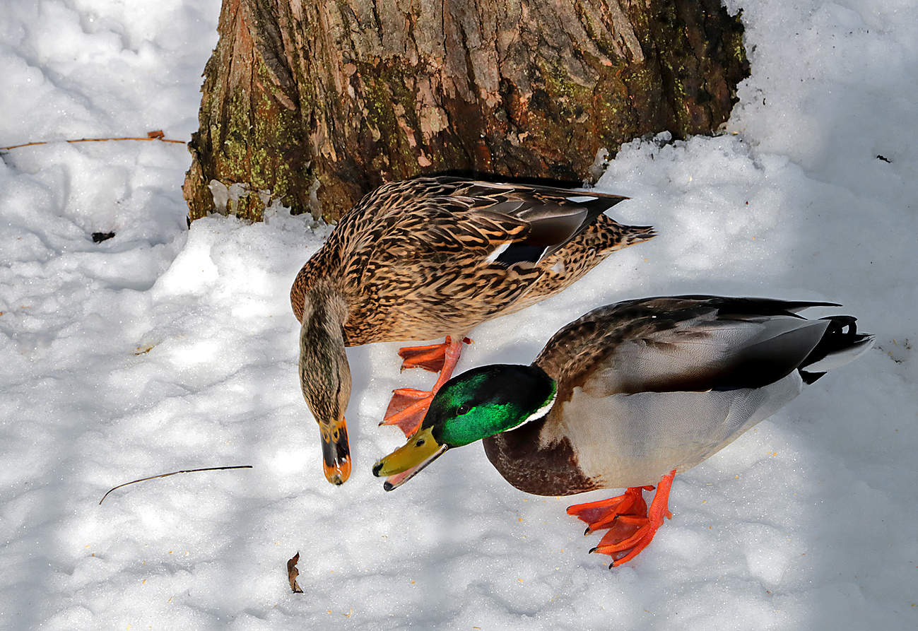 Семейные разборки